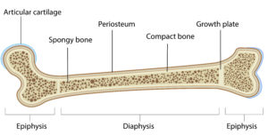 growth plate fractures in children